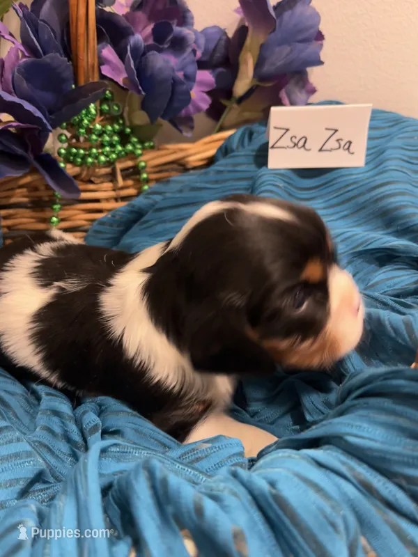 Zsa Zsa – Cavalier King Charles Spaniel puppy for sale in Tenants Harbor, ME