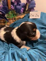 Zsa Zsa, a female Cavalier King Charles Spaniel for sale in Tenants Harbor, ME – 1 of 3