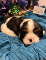 Trinity, a female Cavalier King Charles Spaniel for sale in Tenants Harbor, ME – 2 of 4