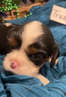 Trudy, a female Cavalier King Charles Spaniel for sale in Tenants Harbor, ME – 5 of 6