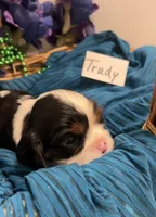 Trudy, a female Cavalier King Charles Spaniel for sale in Tenants Harbor, ME – 2 of 6