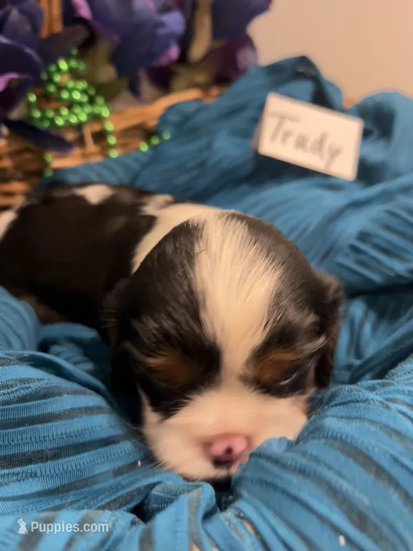 Trudy – Cavalier King Charles Spaniel puppy for sale in Tenants Harbor, ME