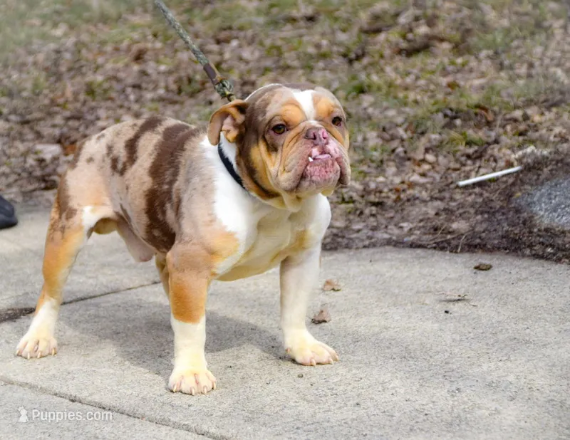 SkyDrives Knowledge , a male Olde English Bulldogge for sale in Columbus, OH – Photo 1 of 6