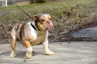 SkyDrives Knowledge , a male Olde English Bulldogge for sale in Columbus, OH – Photo 2 of 6