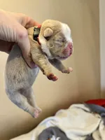 Skydrives Lilly , a female Olde English Bulldogge for sale in Columbus, OH – Photo 2 of 3