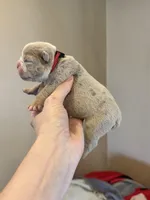 Skydrives Lilly , a female Olde English Bulldogge for sale in Columbus, OH – Photo 3 of 3