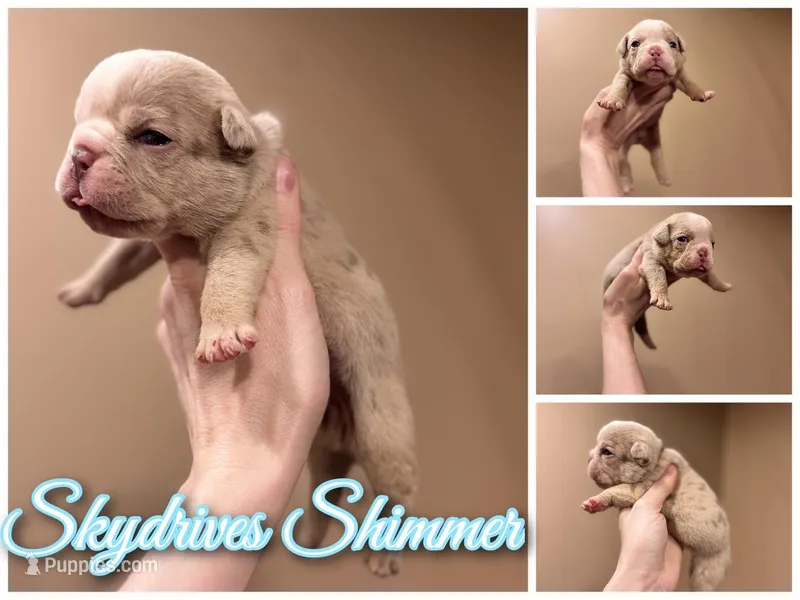 Skydrives Lilly  – Olde English Bulldogge puppy for sale in Columbus, OH