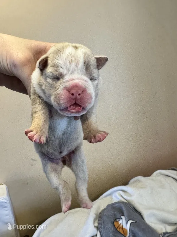 Skydrives Lilly  – Olde English Bulldogge puppy for sale in Columbus, OH