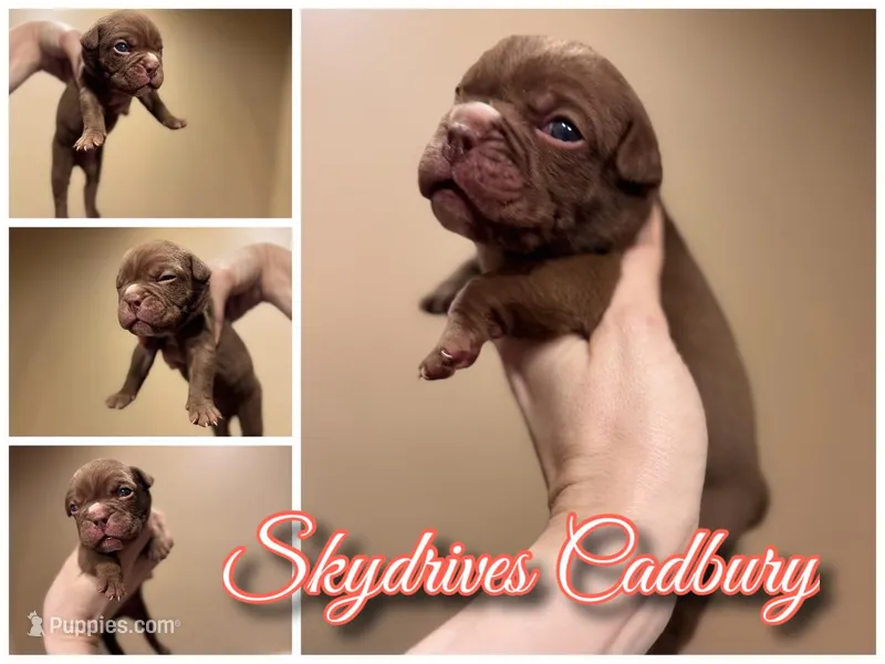 Skydrives Cadbury  – Olde English Bulldogge puppy for sale in Columbus, OH