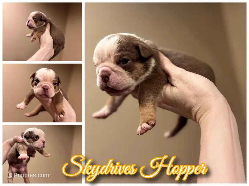 skydrives Hopper – Olde English Bulldogge puppy for sale in Columbus, OH