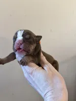 skydrives Thumper, a male Olde English Bulldogge for sale in Columbus, OH – Photo 3 of 4