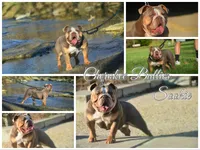 skydrives Thumper, a male Olde English Bulldogge for sale in Columbus, OH – Photo 4 of 4