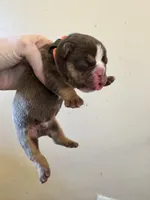 skydrives Thumper, a male Olde English Bulldogge for sale in Columbus, OH – Photo 1 of 4