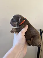 skydrives Thumper, a male Olde English Bulldogge for sale in Columbus, OH – Photo 2 of 4