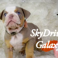 Galaxy, a female Olde English Bulldogge and Olde Boston Bulldogge for sale in Columbus, OH – Photo 6 of 10