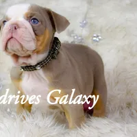 Galaxy, a female Olde English Bulldogge and Olde Boston Bulldogge for sale in Columbus, OH – Photo 1 of 10