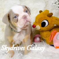 Galaxy, a female Olde English Bulldogge and Olde Boston Bulldogge for sale in Columbus, OH – Photo 2 of 10