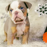 Galaxy, a female Olde English Bulldogge and Olde Boston Bulldogge for sale in Columbus, OH – Photo 7 of 10
