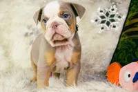 processed/0484353a-2fef-42ee-bddd-75b0646aeb4a/listing/85eae278-1a16-49b4-96b0-36eb780b52f5/40a7a860-c722-4e5a-97de-2b430a54e406