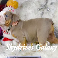 Galaxy, a female Olde English Bulldogge and Olde Boston Bulldogge for sale in Columbus, OH – Photo 3 of 10