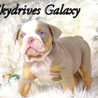 Galaxy, a female Olde English Bulldogge and Olde Boston Bulldogge for sale in Columbus, OH – Photo 9 of 10