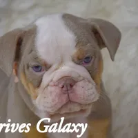 Galaxy, a female Olde English Bulldogge and Olde Boston Bulldogge for sale in Columbus, OH – Photo 5 of 10