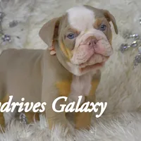 Galaxy, a female Olde English Bulldogge and Olde Boston Bulldogge for sale in Columbus, OH – Photo 8 of 10