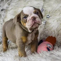 Galaxy, a female Olde English Bulldogge and Olde Boston Bulldogge for sale in Columbus, OH – Photo 10 of 10