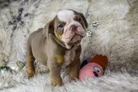 processed/0484353a-2fef-42ee-bddd-75b0646aeb4a/listing/85eae278-1a16-49b4-96b0-36eb780b52f5/ea94fb48-9f33-4343-ba71-5c671c544f69