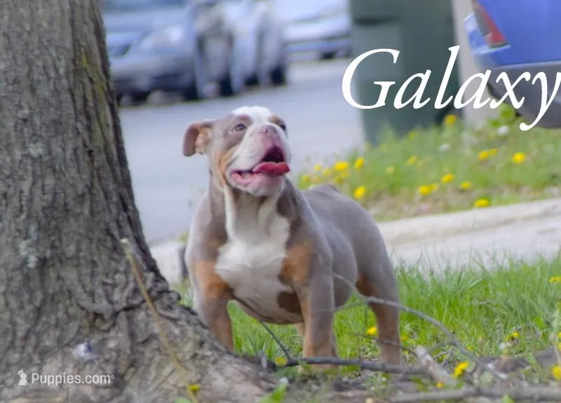 Galaxy – Olde English Bulldogge, Olde Boston Bulldogge puppy for sale in Columbus, OH