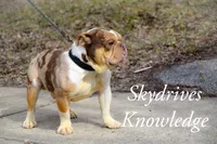 SkyDrives Knowledge , a male Olde English Bulldogge for sale in Columbus, OH – Photo 5 of 6