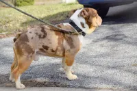 SkyDrives Knowledge , a male Olde English Bulldogge for sale in Columbus, OH – Photo 6 of 6