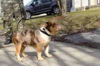 SkyDrives Knowledge , a male Olde English Bulldogge for sale in Columbus, OH – Photo 4 of 6