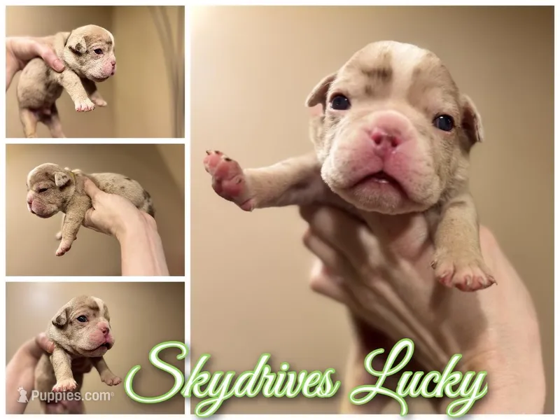 Skydrives Lucky – Olde English Bulldogge puppy for sale in Columbus, OH