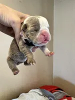 Skydrives Flower, a female Olde English Bulldogge for sale in Columbus, OH – Photo 2 of 3