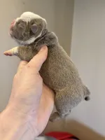 Skydrives Flower, a female Olde English Bulldogge for sale in Columbus, OH – Photo 3 of 3