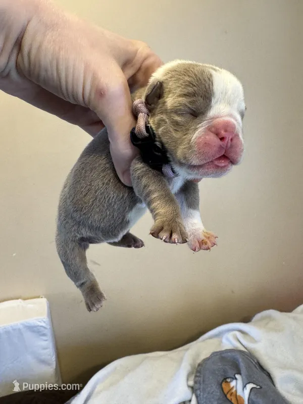 Skydrives Flower – Olde English Bulldogge puppy for sale in Columbus, OH