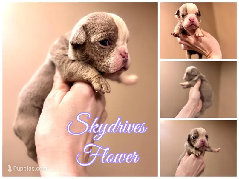 Skydrives Flower – Olde English Bulldogge puppy for sale in Columbus, OH