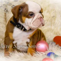 Sonic, a female Olde English Bulldogge for sale in Columbus, OH – Photo 5 of 9