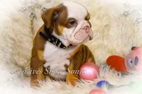 Sonic, a female Olde English Bulldogge for sale in Columbus, OH – Photo 5 of 9