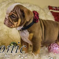 Sonic, a female Olde English Bulldogge for sale in Columbus, OH – Photo 6 of 9