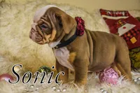 Sonic, a female Olde English Bulldogge for sale in Columbus, OH – Photo 6 of 9