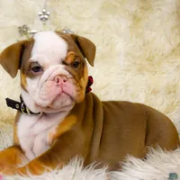 Sonic, a female Olde English Bulldogge for sale in Columbus, OH – Photo 9 of 9