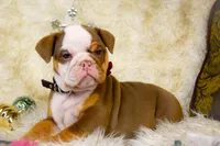 Sonic, a female Olde English Bulldogge for sale in Columbus, OH – Photo 9 of 9