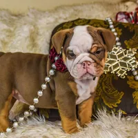 Sonic, a female Olde English Bulldogge for sale in Columbus, OH – Photo 1 of 9