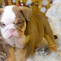 Sonic, a female Olde English Bulldogge for sale in Columbus, OH – Photo 7 of 9