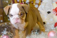 Sonic, a female Olde English Bulldogge for sale in Columbus, OH – Photo 7 of 9