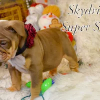 Sonic, a female Olde English Bulldogge for sale in Columbus, OH – Photo 8 of 9