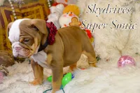 Sonic, a female Olde English Bulldogge for sale in Columbus, OH – Photo 8 of 9