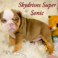 Sonic, a female Olde English Bulldogge for sale in Columbus, OH – Photo 4 of 9